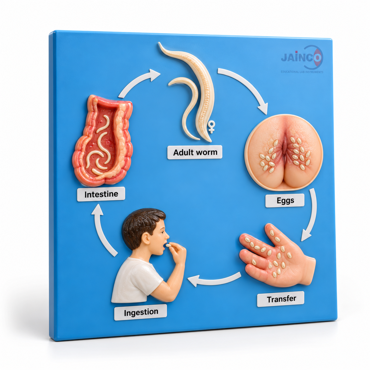 Life Cycle of Enterobius Vermicularis Model